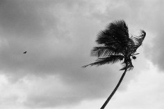 Priscilla Rattazzi, Hitchcock Palms II, Palm Beach, 2008