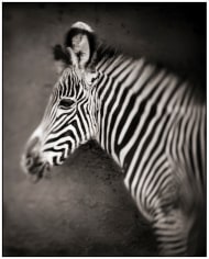 Nick Brandt, Portrait of Baby Zebra, Lewa Downs, 2002