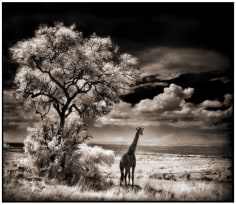 Nick Brandt, Giraffe Looking Over Plains, Serengeti, 2002