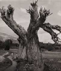 Horst P. Horst, Pollard Willow, Tehran, Iran, 1949