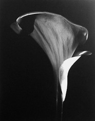 Len Prince, Calla Lily