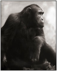 Nick Brandt, Chimpanzee Posing, Mahale, 2003