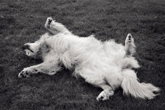 Priscilla Rattazzi, Luna on the Lawn, East Hampton, 2008