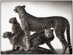Nick Brandt, Cheetah &amp; Cubs, Maasai Mara 2003