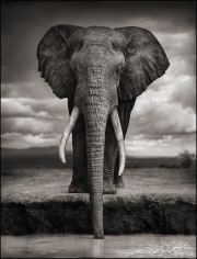 Nick Brandt, Elephant Drinking, Amboseli, 2007