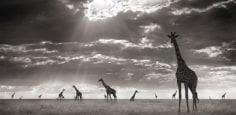 Nick Brandt, Giraffes in Evening Light, Masai Mara, 2006