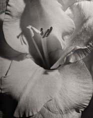 Horst, Gladiolus, 1946