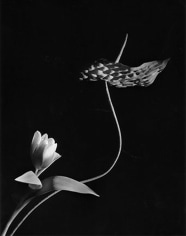 Horst P. Horst, Anthurium with Tulip, New York, 1989