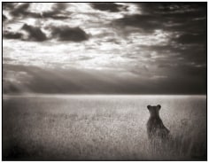 Nick Brandt, Lioness Looking Out Over Plains, Maasai Mara, 2004