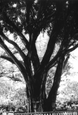 Isabella Ginanneschi, Shrine, 1998