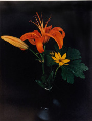 Horst, Day Lily and Coreopsis