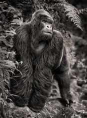 Nick Brandt, Gorilla on Rock, Parc des Volcans, 2008