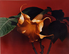Horst, Datura (Trumpet Flower), c. 1985