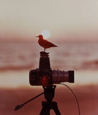 Bert Stern, Bird on a Hasselblad, 1956