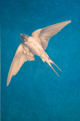 Wade Schuman Barn Swallow, 2024 acrylic and ball point pen on prepared paper on panel 60 x 40 inches