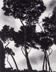 April Gornik, Sky Through Trees, 2003