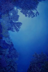 Image of a Nikolina Kovalenko painting entitled &quot;Twilight Canyon&quot; showing deep blue fan-shaped corals.