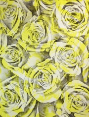 John Newsom Shangri-La | Everlasting Bloom (Titanium Yellow), 2017 Flashe and Charcoal on Paper