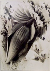 Banana Blossom, Bermuda, 1933, vintage gelatin silverprint 