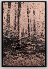 Copper etching of trees in a wooded landscape