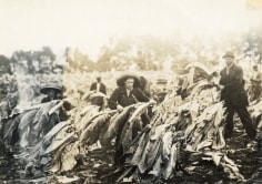 Lewis Hine Spiking tobacco on Lowe farm. Roland 13 and Bush 14 years old will go to Pretty Run School in a week or two, when tobacco is all in. It is a school day and school began 2 months ago. Boys say they have been in school some this year. Location: Clark County--Winchester [vicinity], Kentucky, 1916