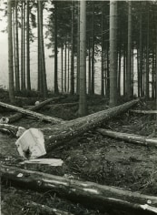Albert Renger-Patzsch,&nbsp;Forest in Sauorland,&nbsp;c. 1952,&nbsp;gelatin silver print,&nbsp;9 x 6 &frac12; inches