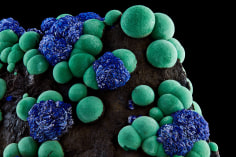 Fine Mineral Detail Photograph of Azurite and Malachite for Wilensky Exquisite Minerals