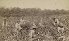 Tenant farmers picking cotton, Savannah, Georgia,1880s (Courtesy Library of Congress).