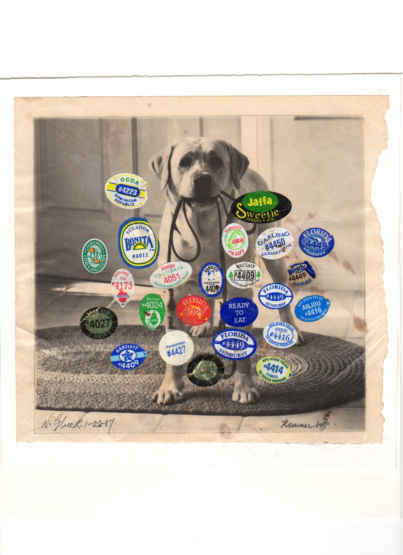 Nathan Gluck Runner Up, January 20, 1997