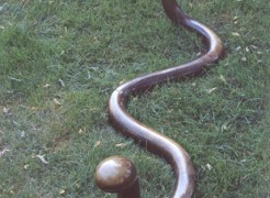 Happy Snake