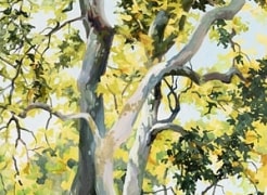 ROBIN GOWEN , Sycamores at Nojoqui, 2025