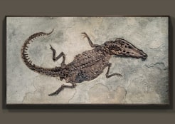 Featured Fossils from the Current Collection and from our Sold Archives