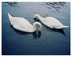 Photo of swans dunking heads underwater