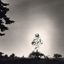 Black and white photo of a sculpture in the distance, surrounded sparsely by trees. The sculpture features seven circles in an arrow shape, pointed up to the sky. Within the circes there are abstract shapes of birds. 