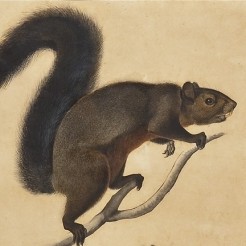 JOHN JAMES AUDUBON (1785–1851), "Long Haired Squirrel," about 1841. Watercolor, pencil, ink, and gouache on Whatman paper, 23 1/2 x 18 1/2 in. (detail).