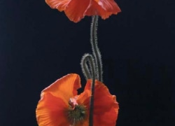 Anna Condo Photograph