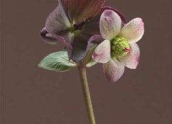 Anna Condo Photograph