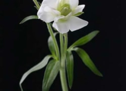 Anna Condo Photograph