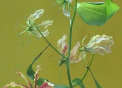 Anna Condo Photograph