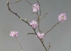 Anna Condo Photograph