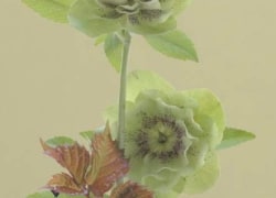 Anna Condo Photograph