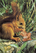 Marnie Weber Squirrel Snack, 1995