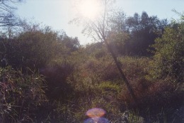 Leaves and Grass, 2002, c-print