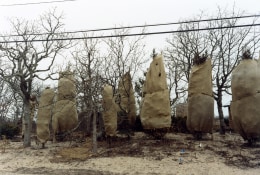 Shrouded Trees, 2004