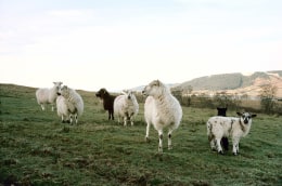Sheep, 2008 c-print