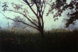 Night Tree, 2004, c-print