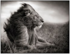 Lion Before Storm II, Sitting Profile, Maasai Mara, 2006, Archival Pigment Print