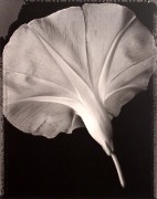 &quot;Morning Glory&quot;, 1997 (TB 539), 24 x 20 Toned Silver Gelatin Photograph, Ed. 25