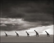 Giraffes on Lake Bed, Amboseli, 2012, Archival Pigment Print, Edition of 25