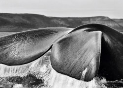 Southern Right Whale (Eubalaena australis) Valdes Peninsula, Argentina 2005, 16 x 20 inches, Silver Gelatin Photograph
